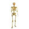 BONES SKELETON 150CM