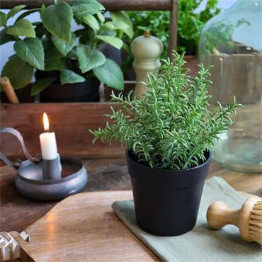 Fleur Faux Rosemary