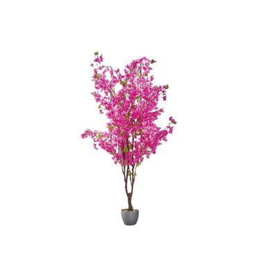 BOUGAINVILLEA TREE 140CM