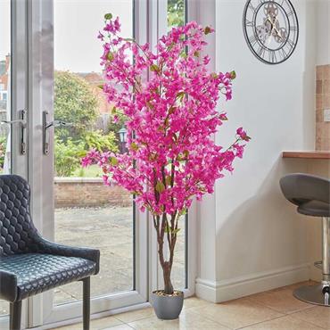 BOUGAINVILLEA TREE 140CM