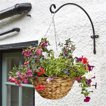 HYACINTH HANGING BASKET 14 INCH