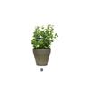 GREEN PLANT IN POT H25CM