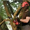 20V SKIL 30CM CORDLESS CHAIN SAW BRUSHLESS