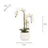 POTTED ORCHID WHITE 55CM