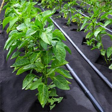 WEED CONTROL FABRIC 1 X 15 MTR MEDIUM DUTY