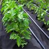 WEED CONTROL FABRIC 1 X 15 MTR MEDIUM DUTY