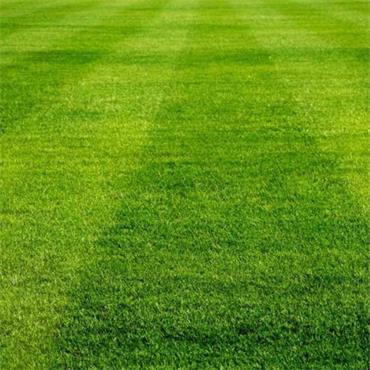 Lawn Seed No 2 1kg  (40sqm Approx)