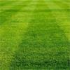 Lawn Seed No2 5 Kg Bag (200sqm Approx)