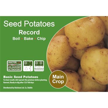 SEED POTATOES RECORD 2KG
