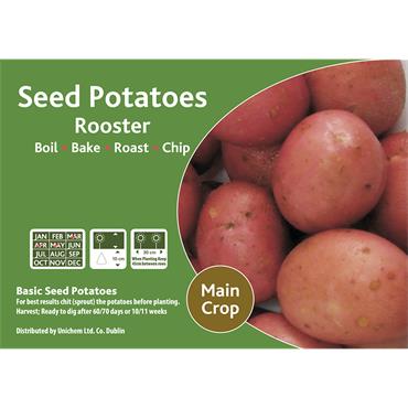 ROOSTER SEED POTATOES 2KG