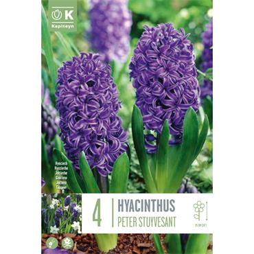 HYACINTH PETER STUYVESANT