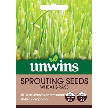 SPROUTING SEEDS WHEATGRASS