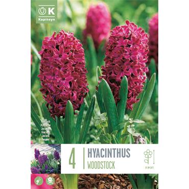 HYACINTH WOODSTOCK