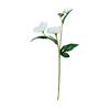 GISELA GRAHAM CHRISTMAS ROSE STEM WHITE