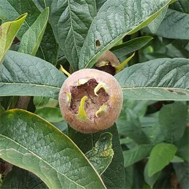 BARE ROOT MEDLAR WESTERVELD