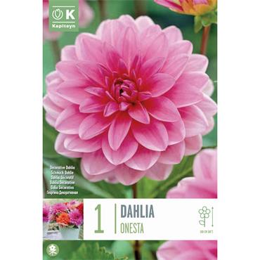 DAHLIA ONESTA