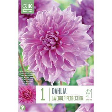 DAHLIA LAVENDER PERFECTION