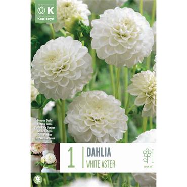DAHLIA WHITE ASTER