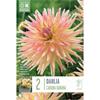 DAHLIA CABANA BANANA