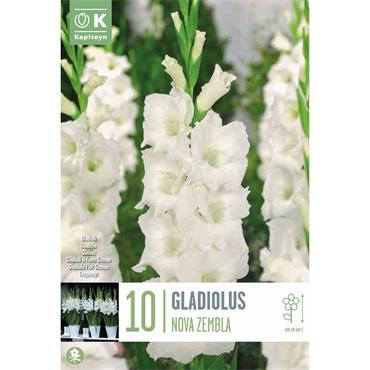 GLADIOLUS NOVA ZEMBLA