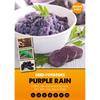 SEED POTATOES PURPLE RAIN 2KG