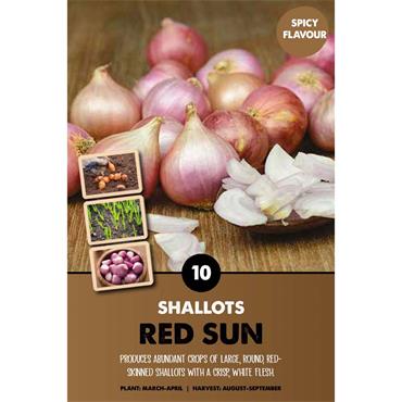 SHALLOT RED SUN X 10