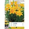 LILIUM PIXIE YELLOW