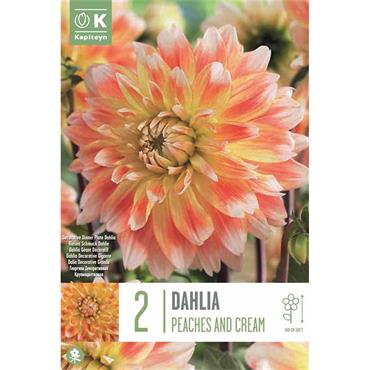 DAHLIA PEACHES AND CREAM