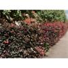 BARE ROOT PURPLE BEECH 60-90CM