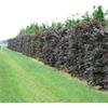 BARE ROOT PURPLE BEECH 60-90CM