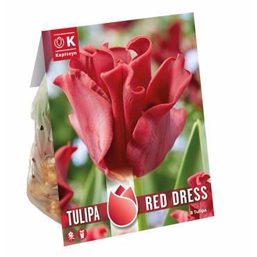 TULIP CORONET RED DRESS - Crown Tulip