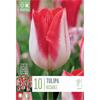 TULIP TRIUMPH KISSABLE