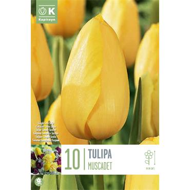 TULIP SINGLE LATE MUSCADET