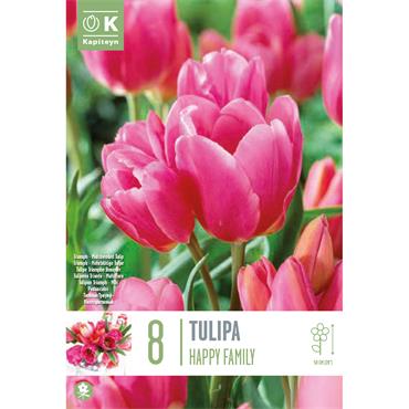 TULIP MULTI-HEADED HAPPY FAMILY