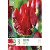 TULIP PARROT ROCOCO