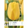 TULIP YELLOW