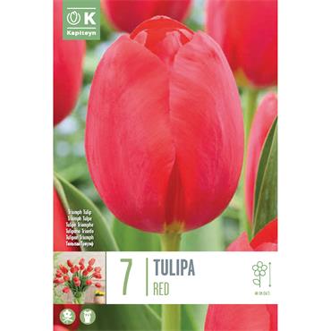 TULIP RED