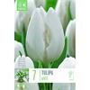 TULIP WHITE