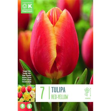TULIP RED-YELLOW