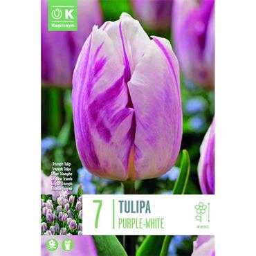 TULIP PURPLE-WHITE