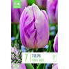 TULIP PURPLE-WHITE