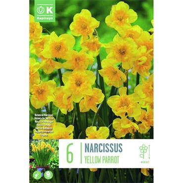 NARCISSUS BOTANICAL YELLOW PARROT