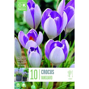 CROCUS LARGE FLOWERING VANGUARD