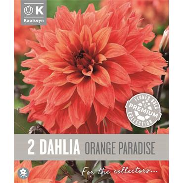 DAHLIA ORANGE PARADISE