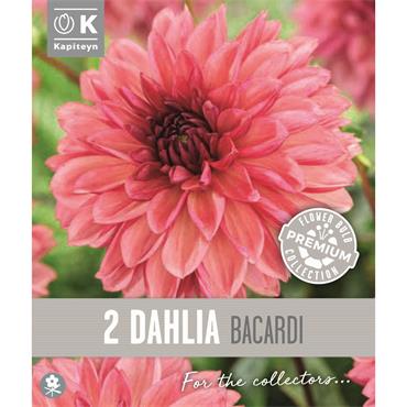 DAHLIA BACARDI