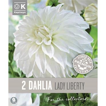 DAHLIA LADY LIBERTY