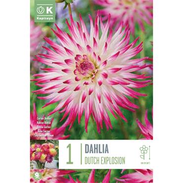 DAHLIA DUTCH EXPLOSION