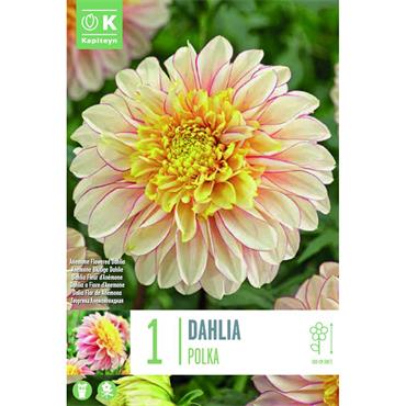 DAHLIA POLKA