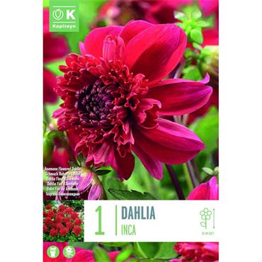 DAHLIA INCA