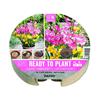 PLANT-O-MAT TRAY GLADIOLUS & FREESIA